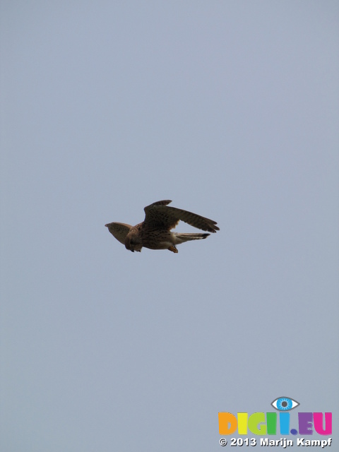 SX28421 Kestrel (Falco tinnunculus)